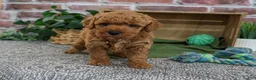 Mini Goldendoodle dogs for sale: Denny - Ad 5