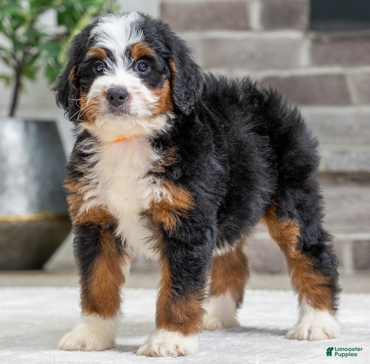 Bernese Mountain Dog dogs Storm - Ad 22