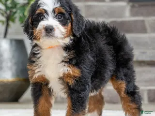 Bernese Mountain Dog dogs Storm - Ad 37
