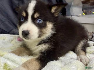 Mixed Breed dogs Holly - Ad 34