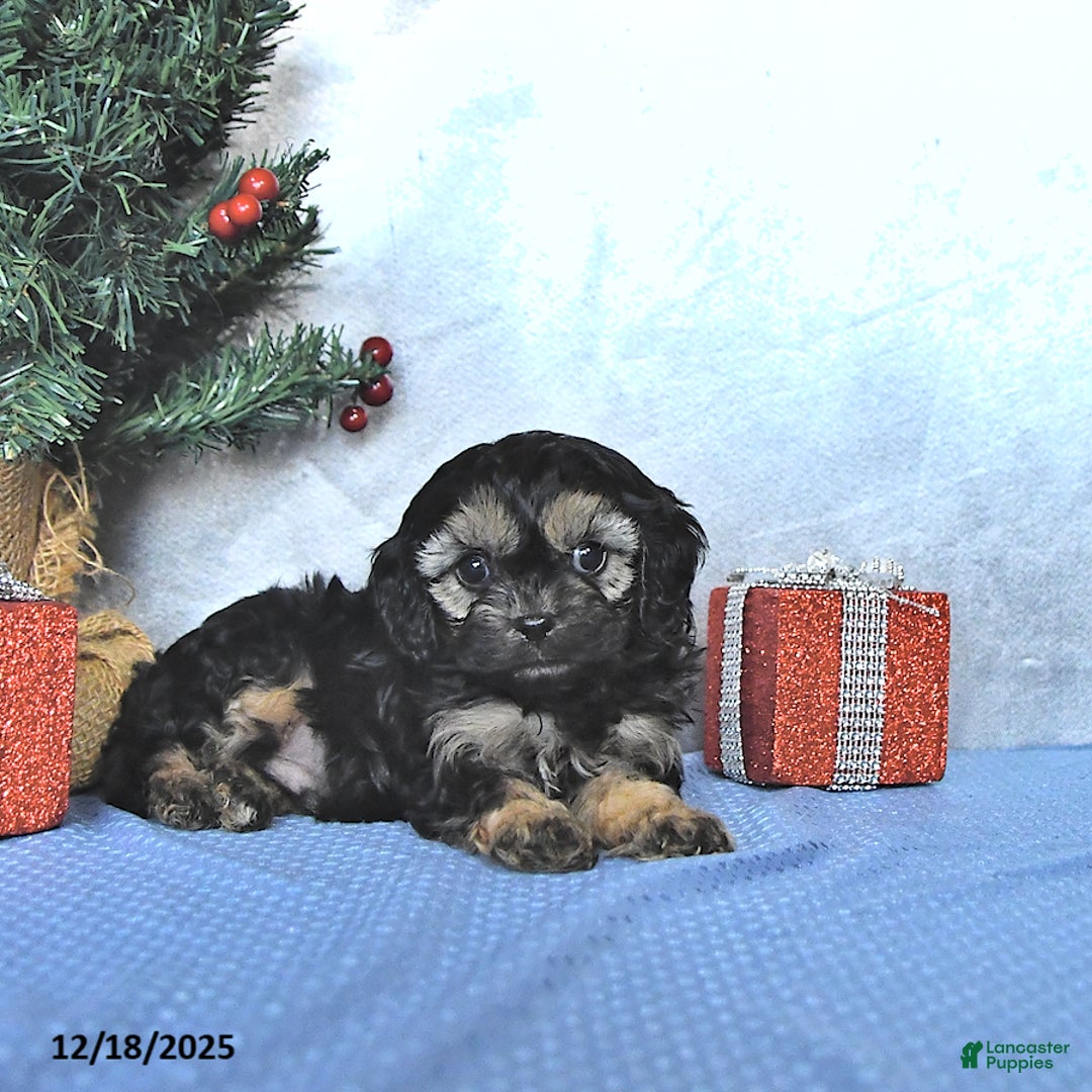 Cavapoo dogs for sale: Zeke - Ad 3