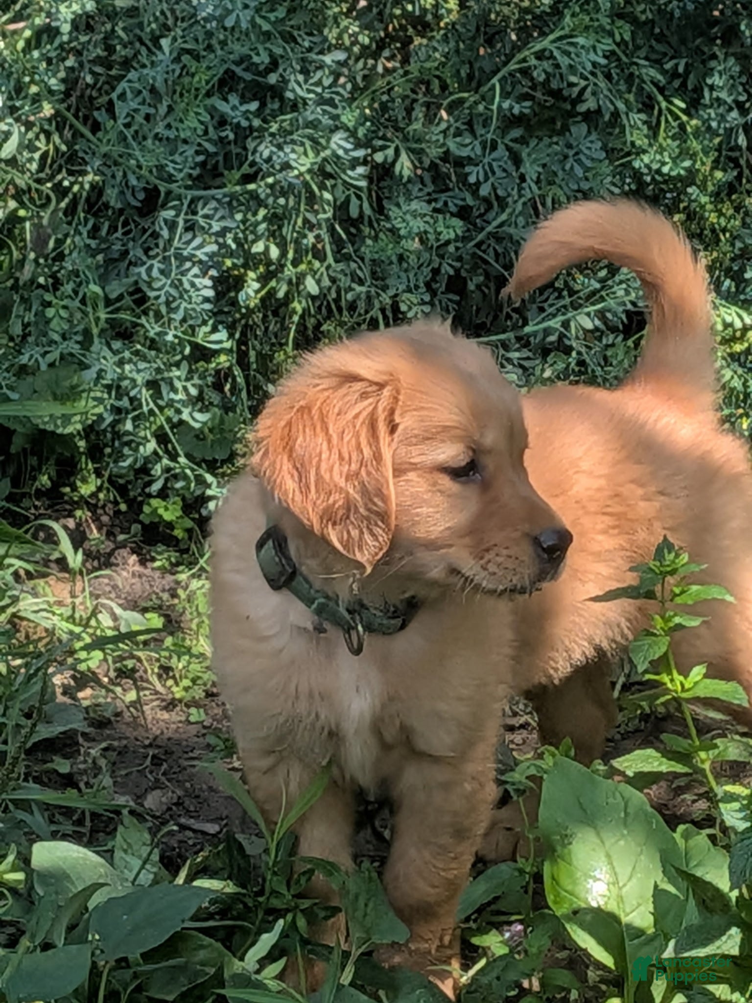 Golden Retriever dogs Maximus - Ad 1