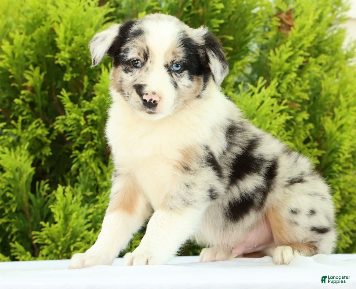 Australian Shepherd dogs for sale: Skippy - Ad 5