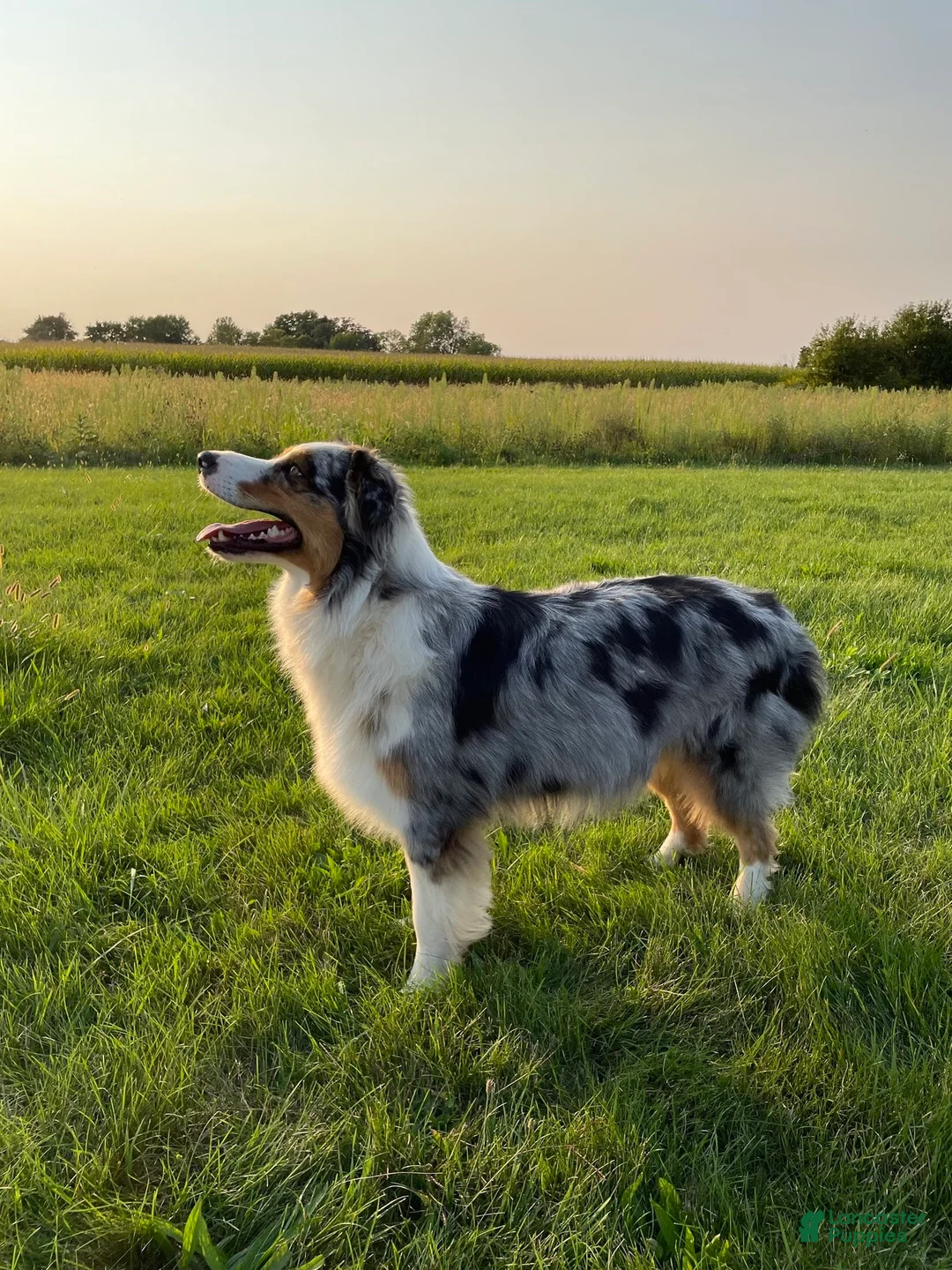 Australian Shepherd dogs for sale: Simon - Ad 2