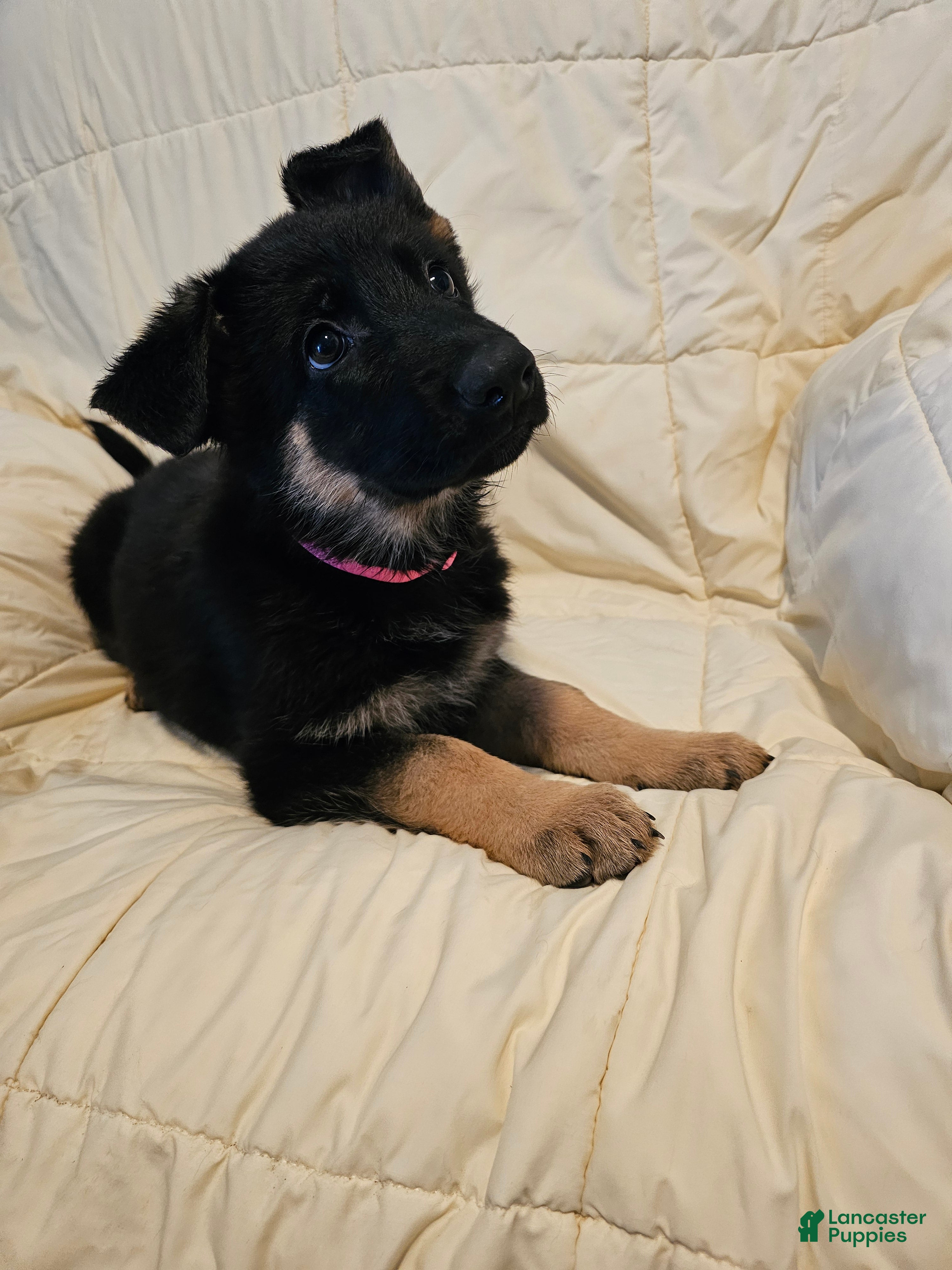 German Shepherd dogs for sale: Pink Collar - Ad 20