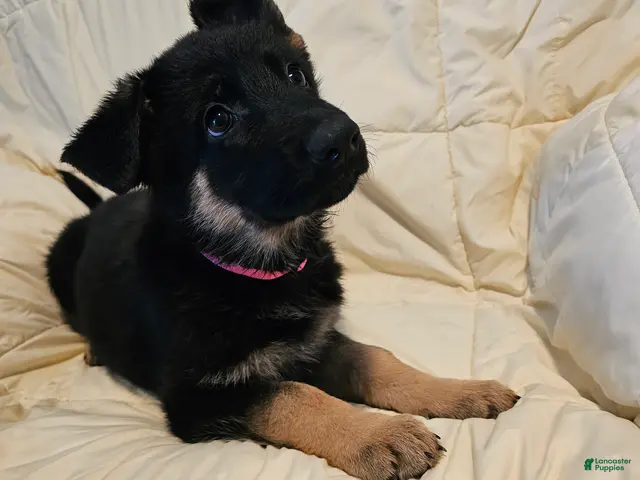 German Shepherd dogs for sale: Pink Collar - Ad 20
