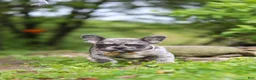 French Bulldog dogs for sale: Jewel - Ad 2
