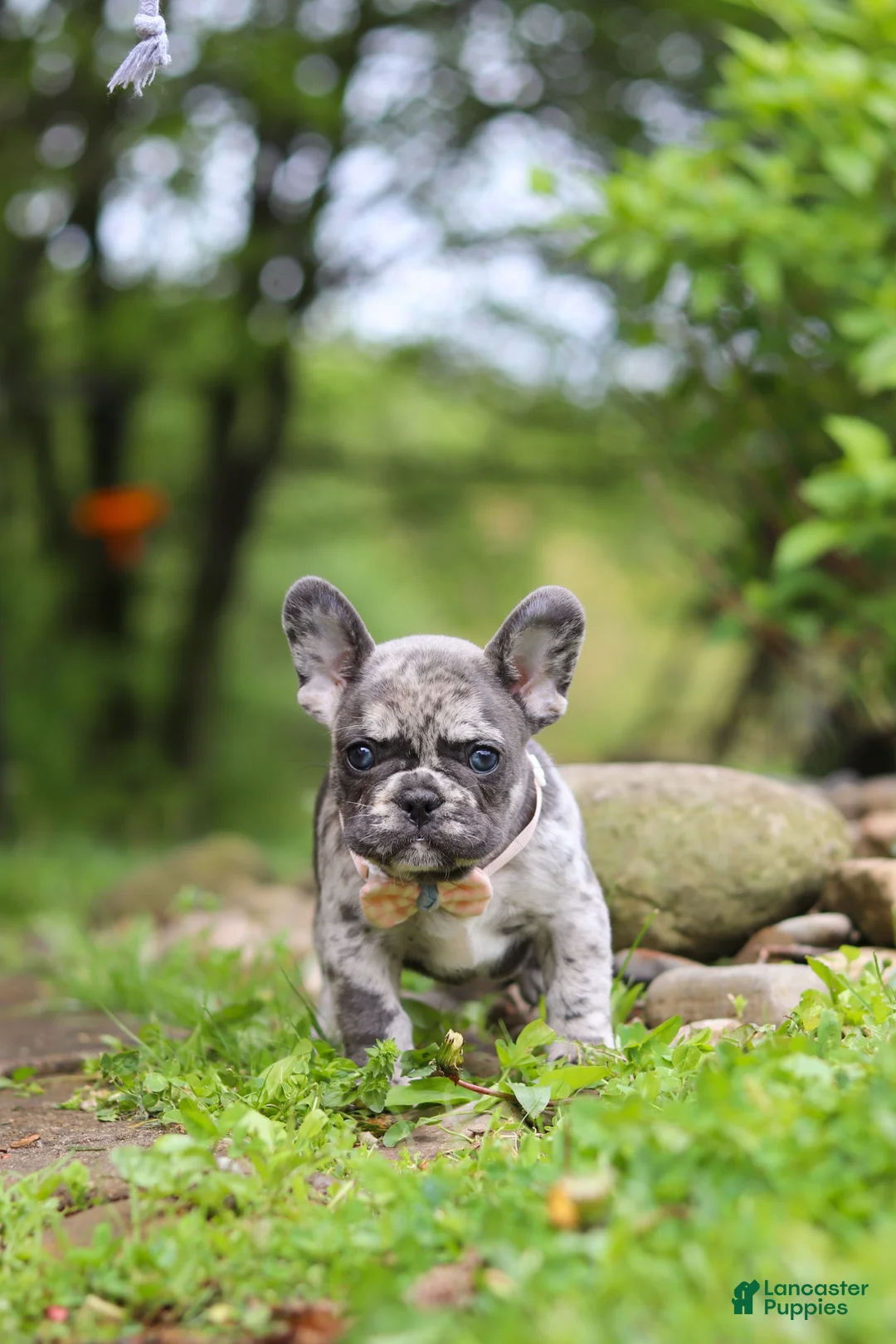 French Bulldog dogs for sale: Jewel - Ad 2