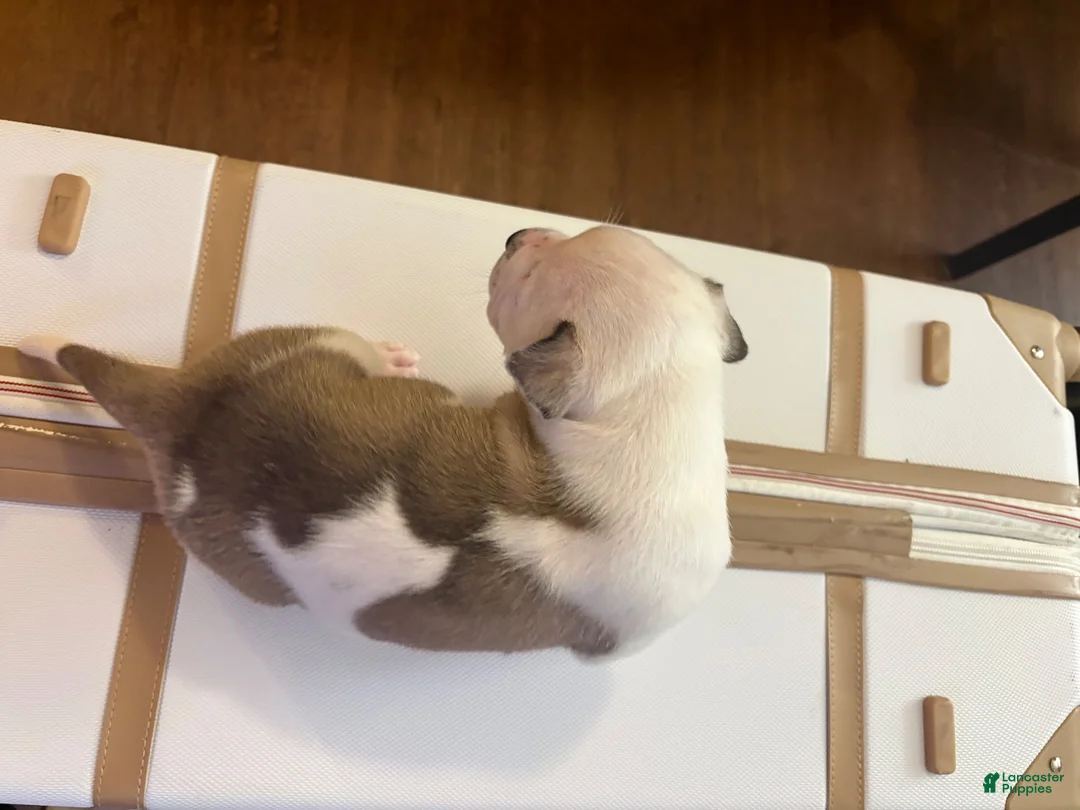 American Bully dogs for sale: American Bully 3 - Ad 2