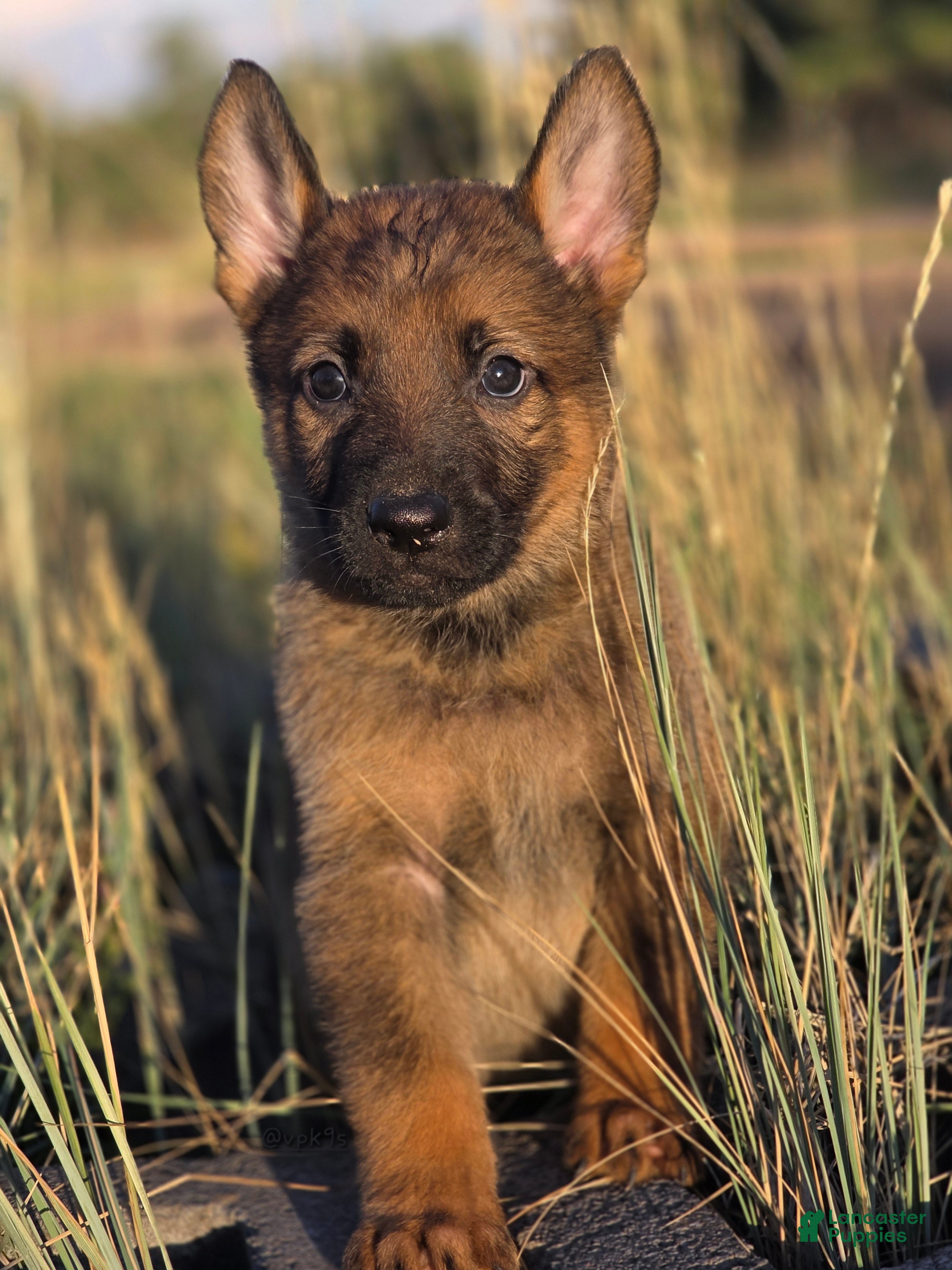 German Shepherd dogs Boy (Green) - Ad 1