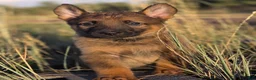 German Shepherd dogs for sale: Boy (Green) - Ad 1