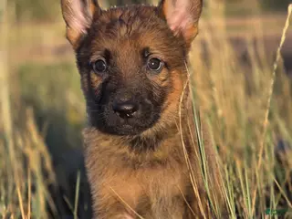 German Shepherd dogs Boy (Green) - Ad 1