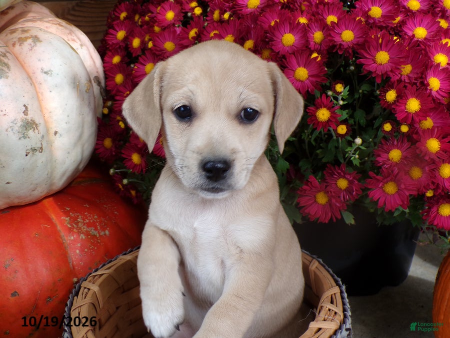 Jug dogs for sale: Cally - Ad 1