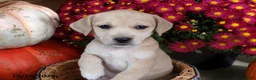 Jug dogs for sale: Cally - Ad 1