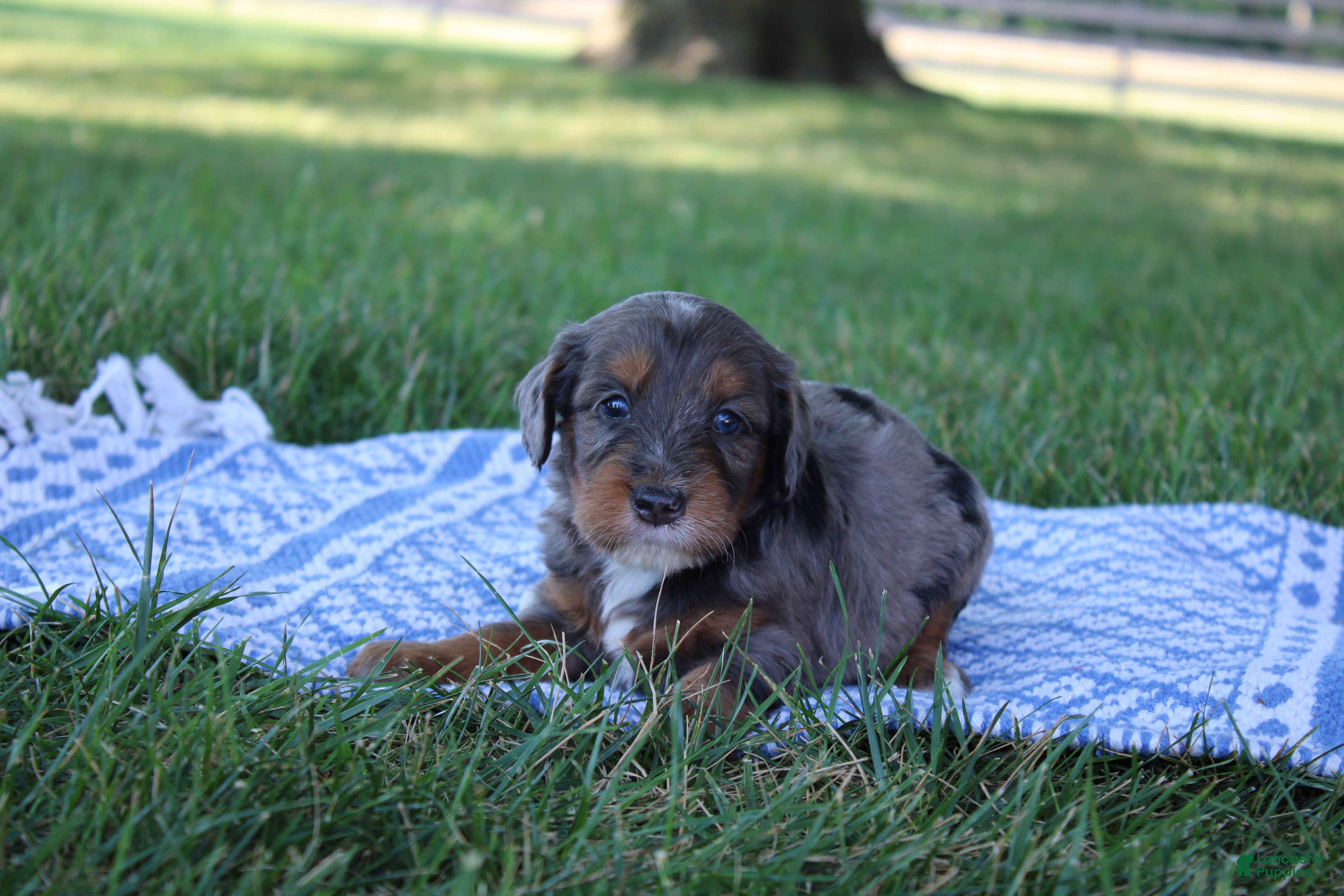 Mini Goldendoodle dogs Vesper - Ad 2