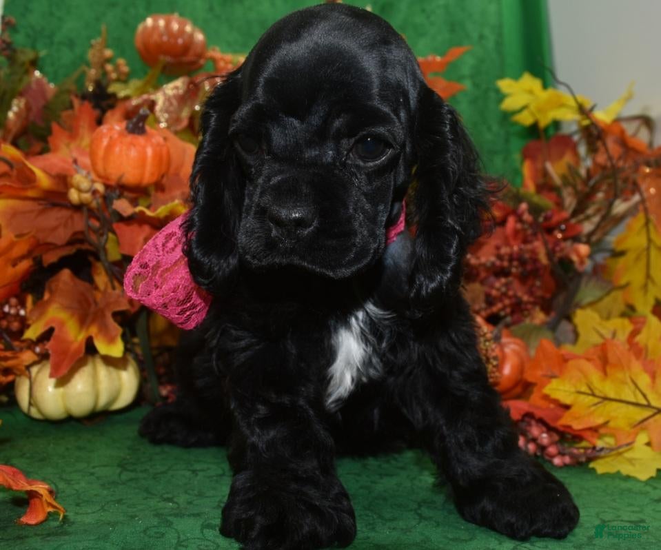 Cocker Spaniel