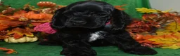 Cocker Spaniel dogs for sale: AKC Aspen Black American Cocker Spaniel Puppy - Ad 1