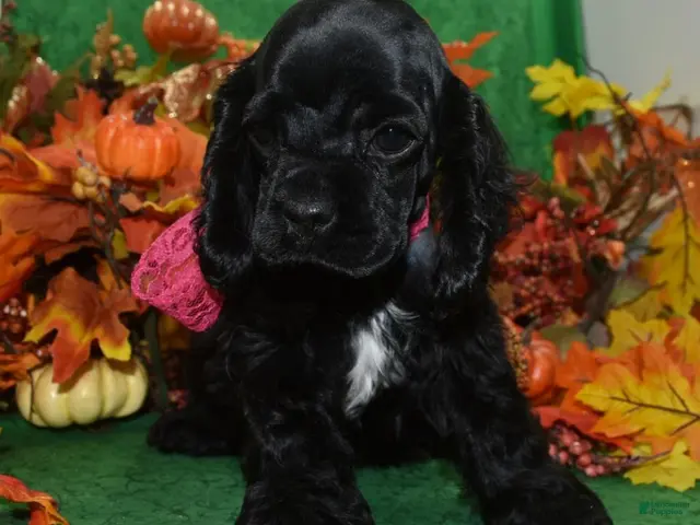 Cocker Spaniel dogs AKC Aspen Black American Cocker Spaniel Puppy - Ad 1