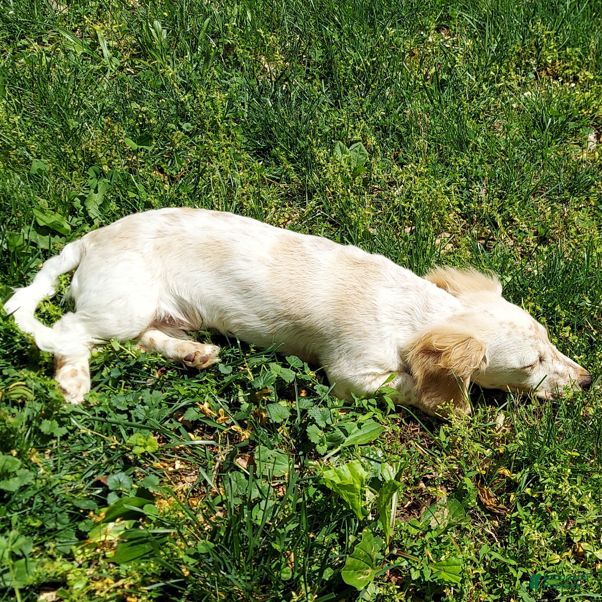 Miniature Dachshund dogs Frankie - Male, Long-haired Miniature Dachshund Puppy - Ad 37