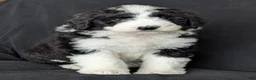 Bernedoodle dogs for sale: Rex - Ad 10
