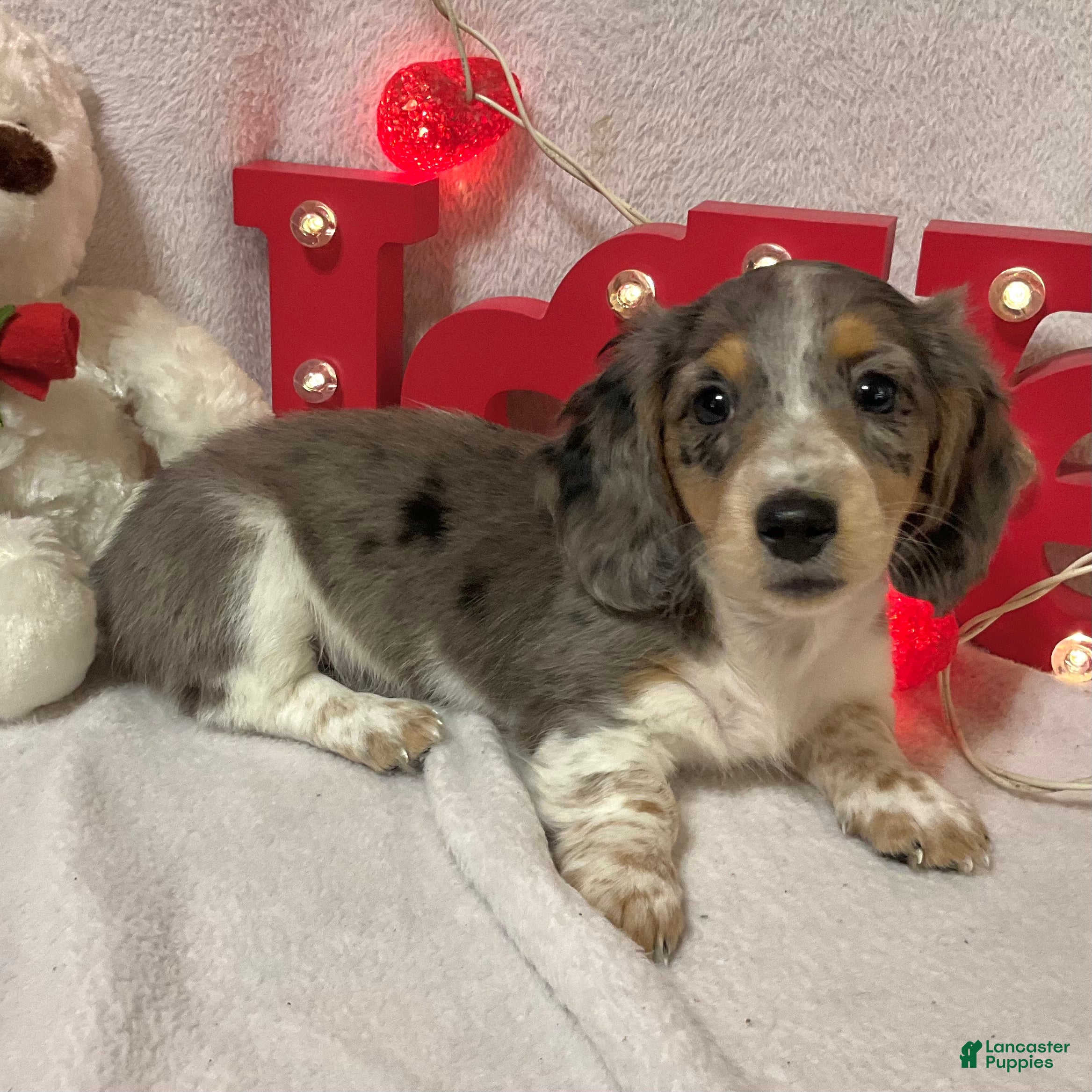 Miniature Dachshund dogs Lindsie - Ad 1