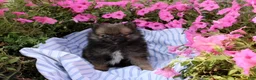 Pomeranian dogs for sale: Creed - Ad 7