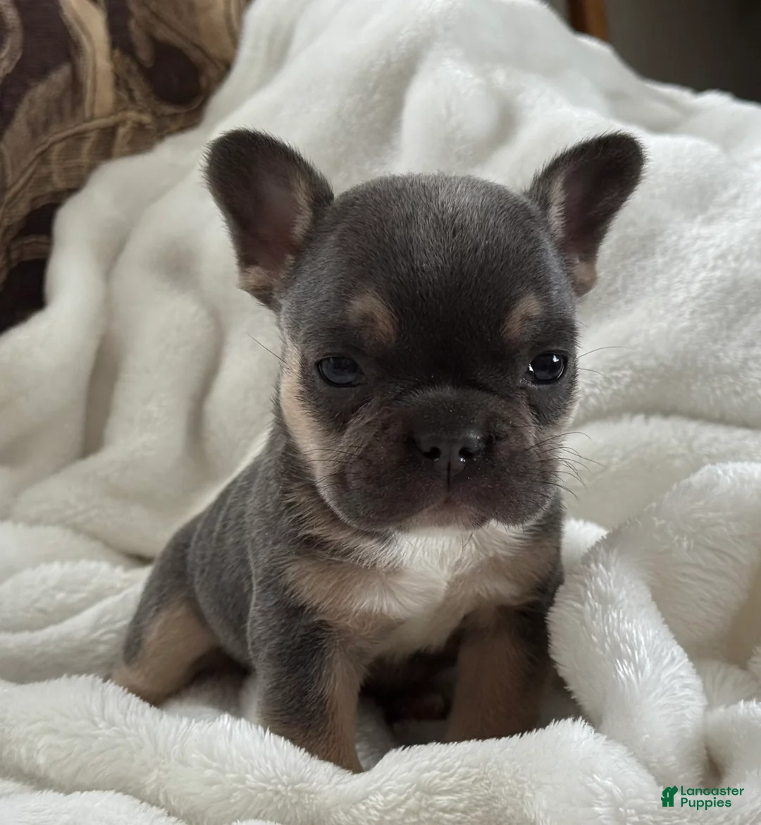 French Bulldog dogs for sale: Wyatt - Ad 23