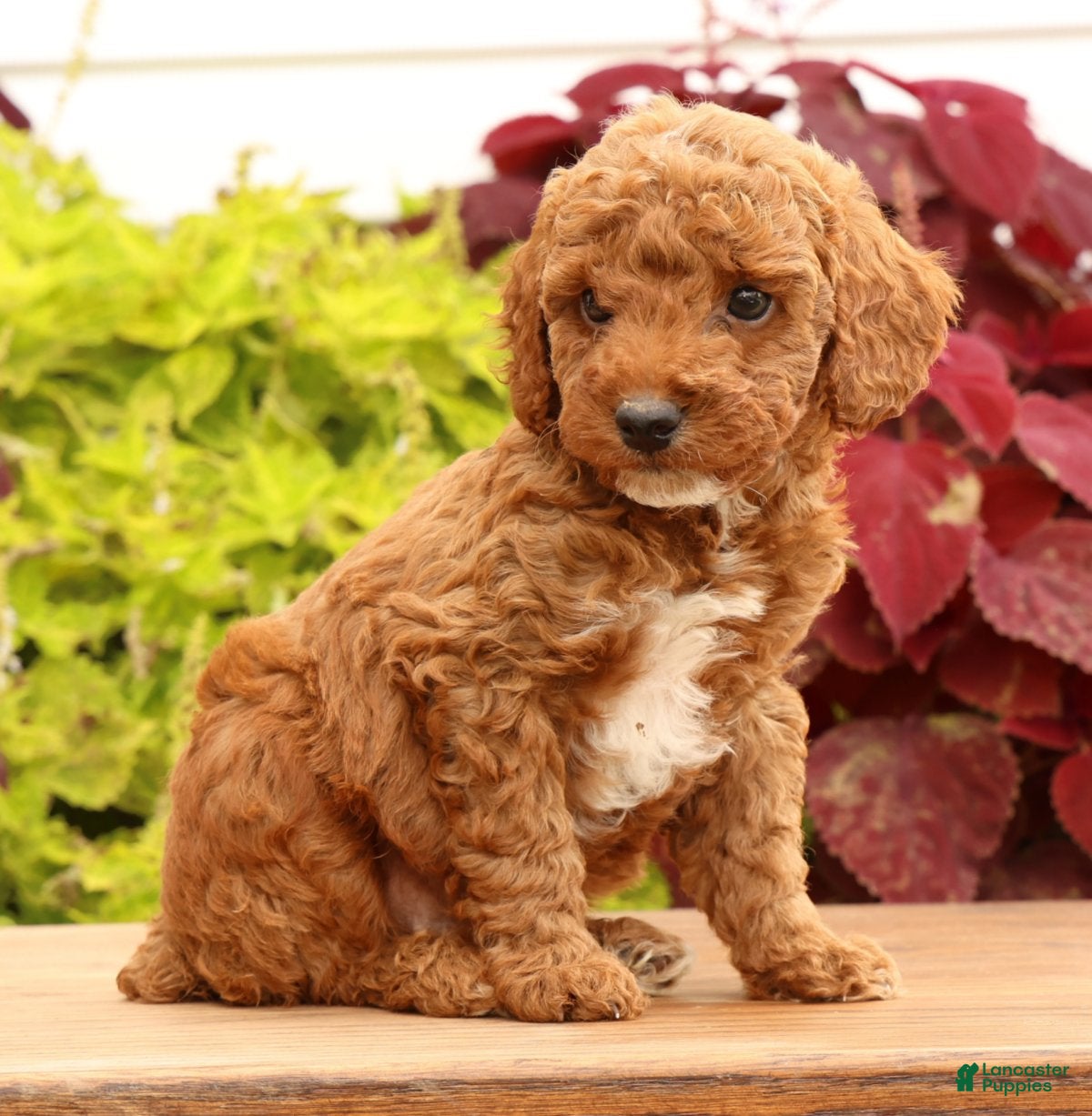 Miniature Poodle dogs Tanner - Ad 2