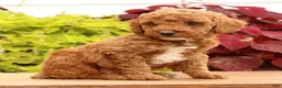 Miniature Poodle dogs for sale: Tanner - Ad 2