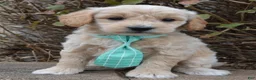 Mini Goldendoodle dogs for sale: Mini George - Ad 1