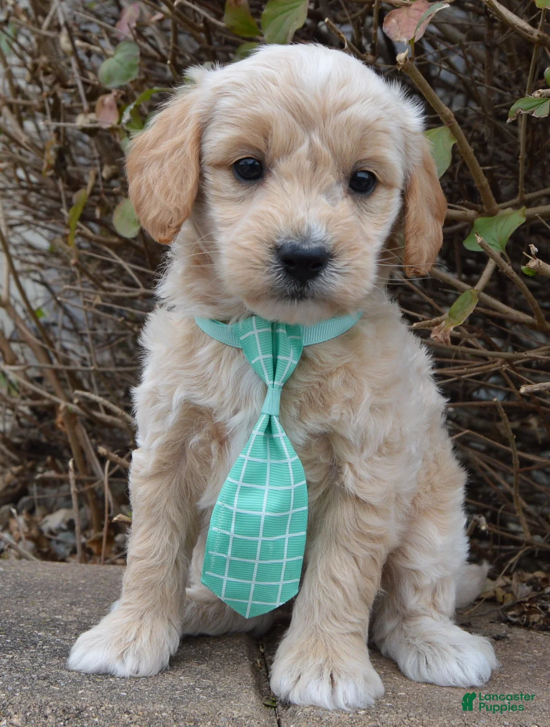 Mini Goldendoodle dogs for sale: Mini George - Ad 1