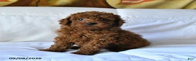 Teddy