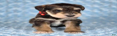Tucker