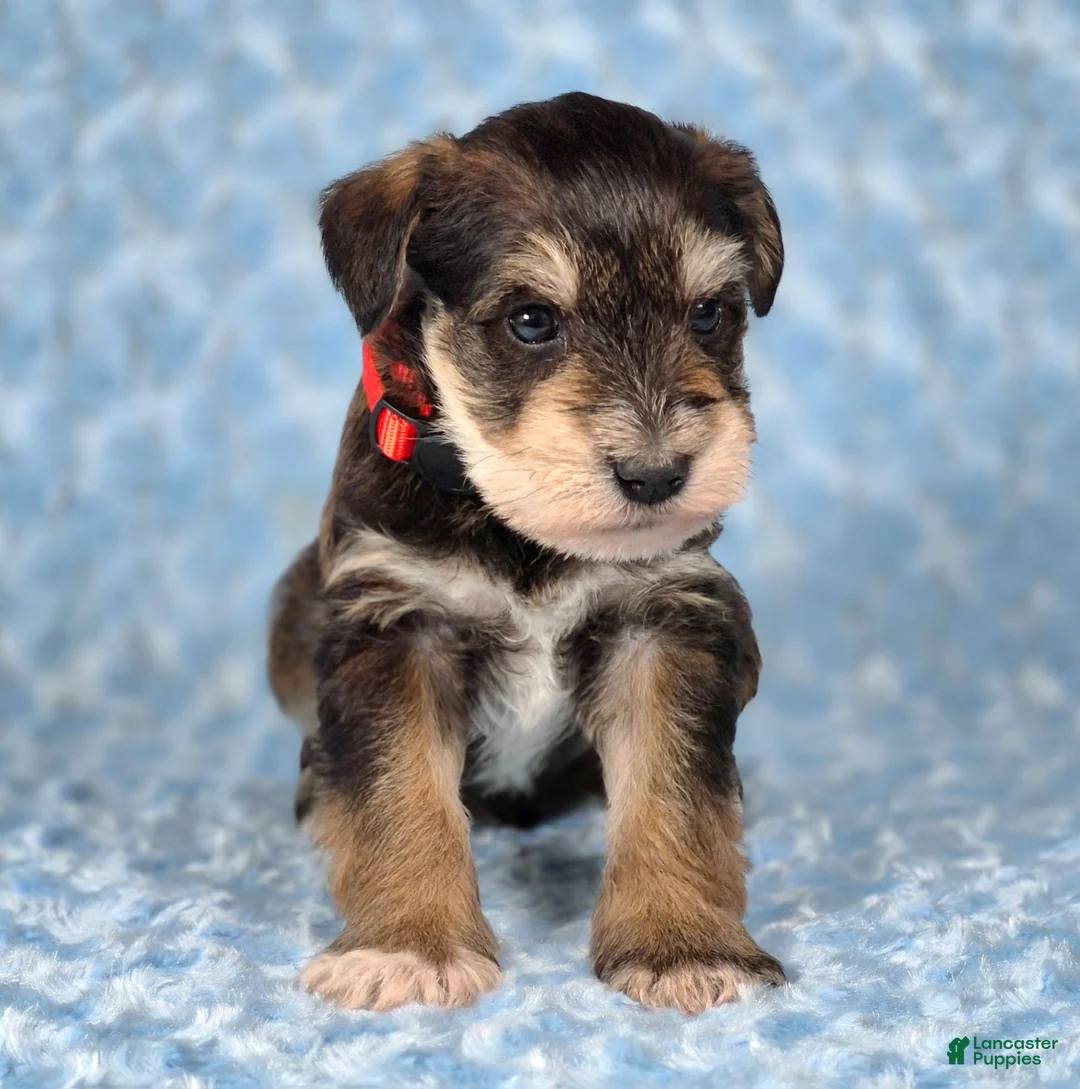 Miniature Schnauzer dogs for sale: Tucker - Ad 1