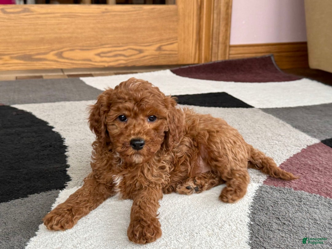 Cavapoo dogs for sale: Justin - Ad 4