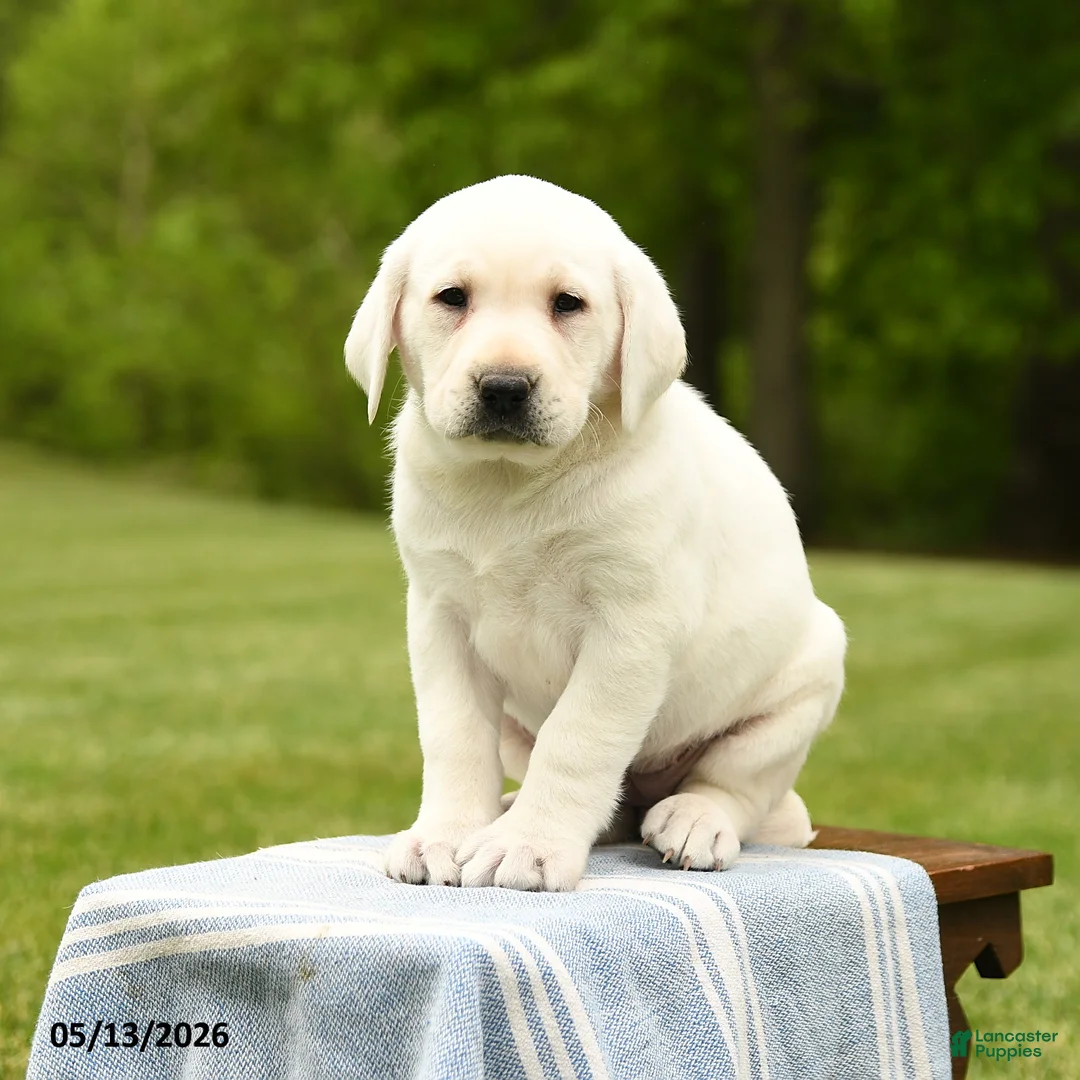 Labrador Retriever dogs for sale: Shiloh - Ad 2