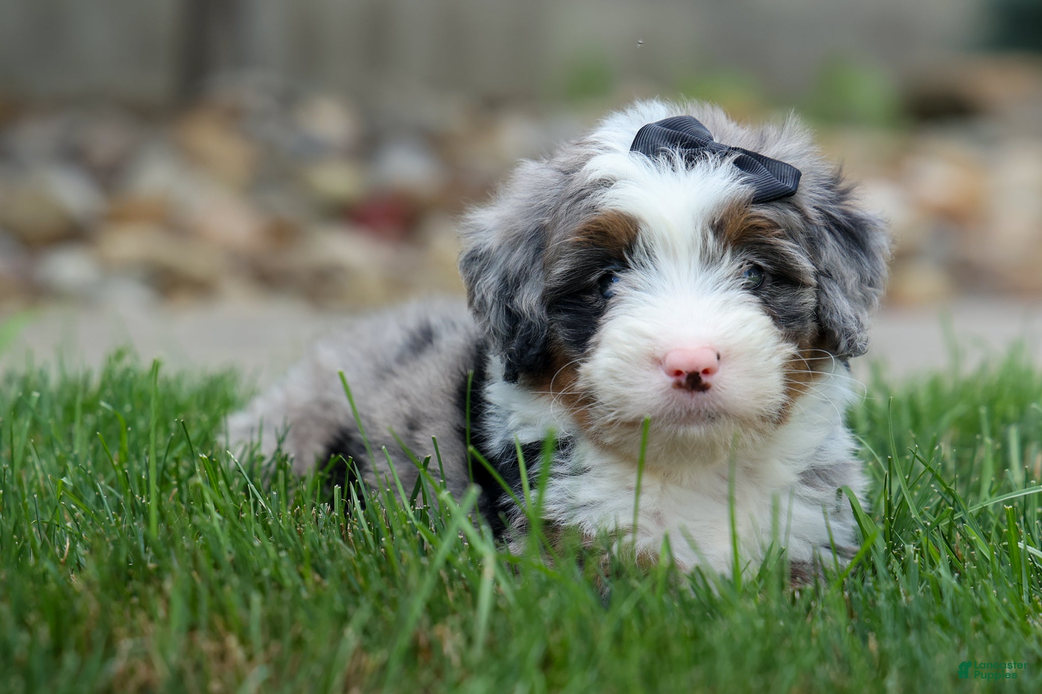 Mini Bernedoodle dogs 🐾 Meet Paxton 🐾 - Ad 2