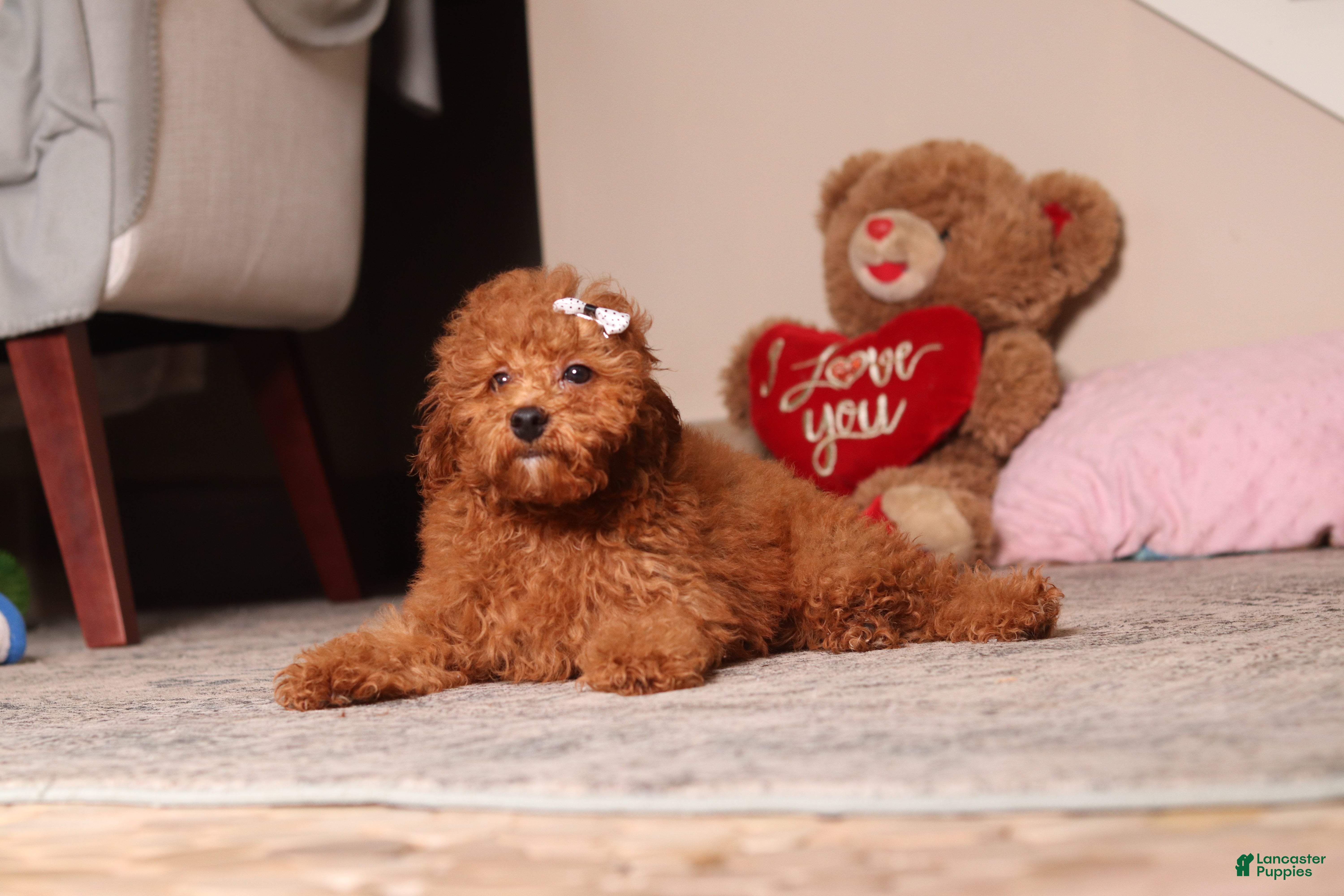 Miniature Poodle dogs Ruby - Ad 2