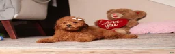 Miniature Poodle dogs for sale: Ruby - Ad 2