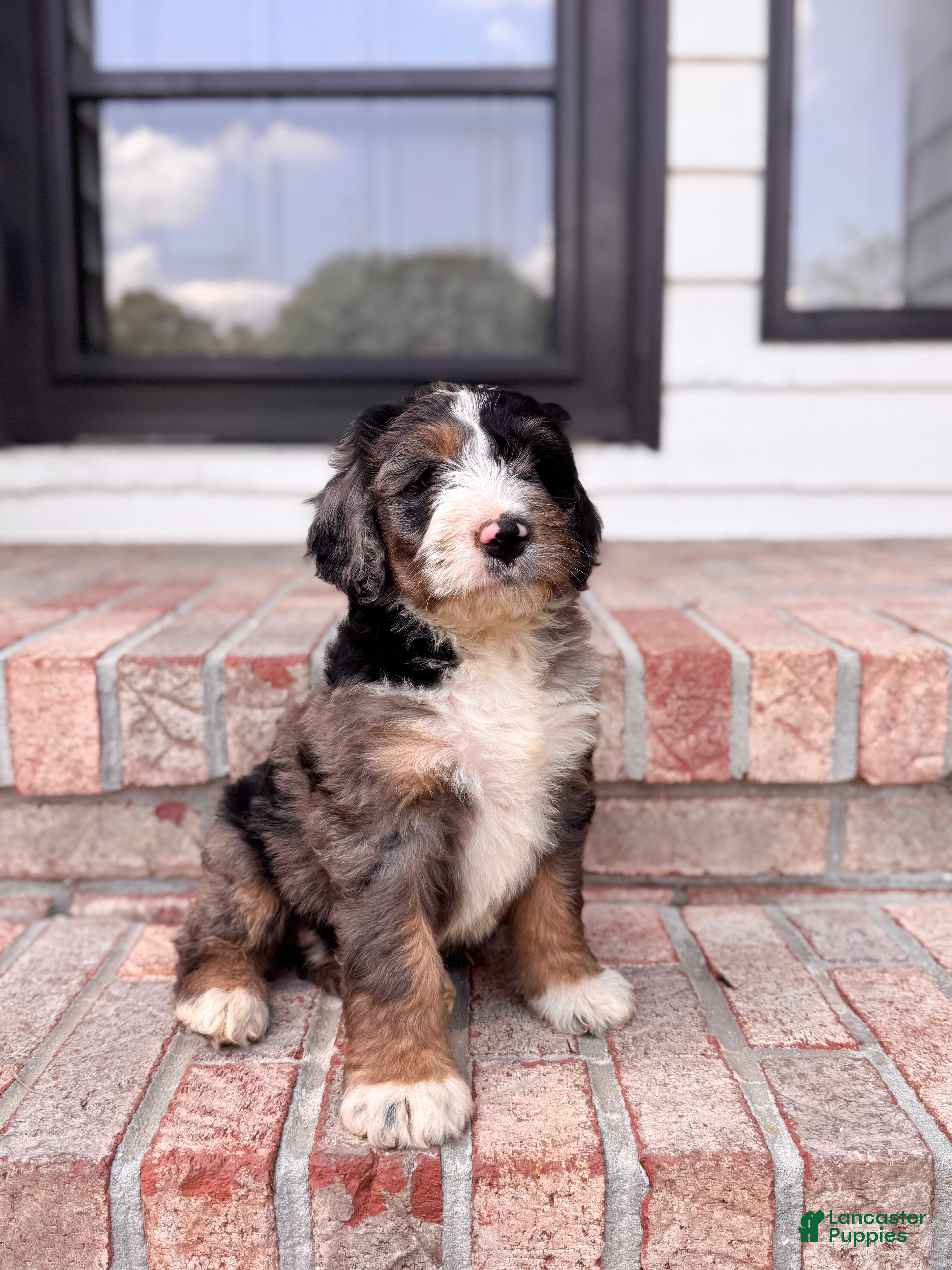 Bernedoodle dogs Wendy - Ad 1