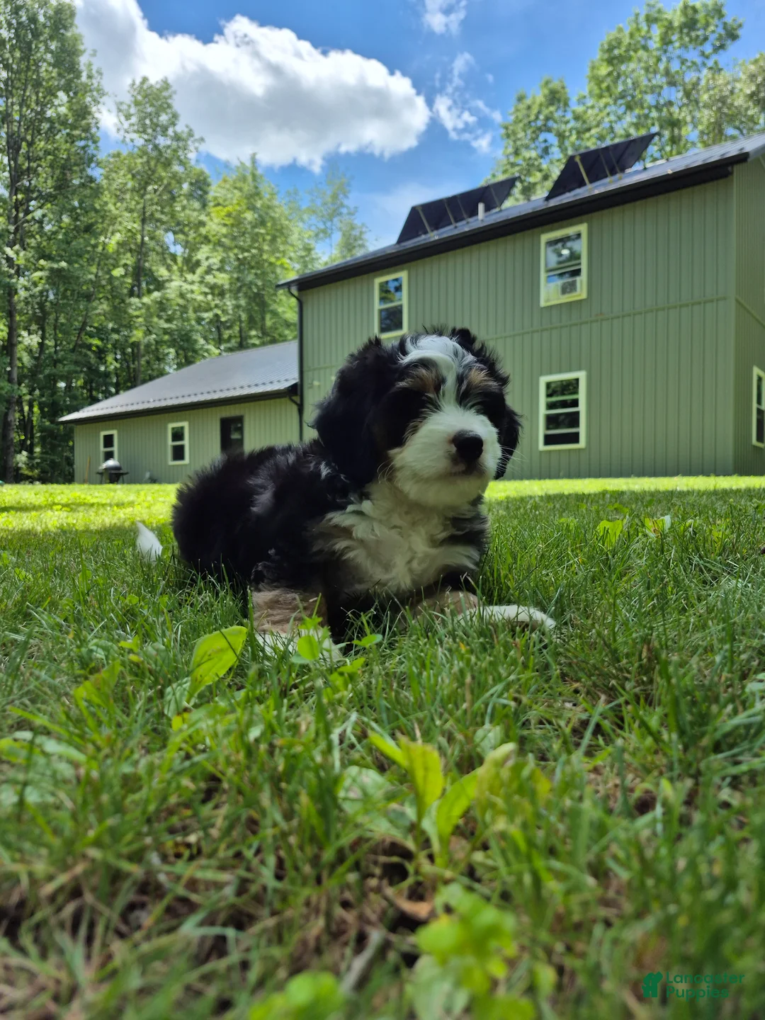 Bernedoodle dogs for sale: Loki - Ad 2