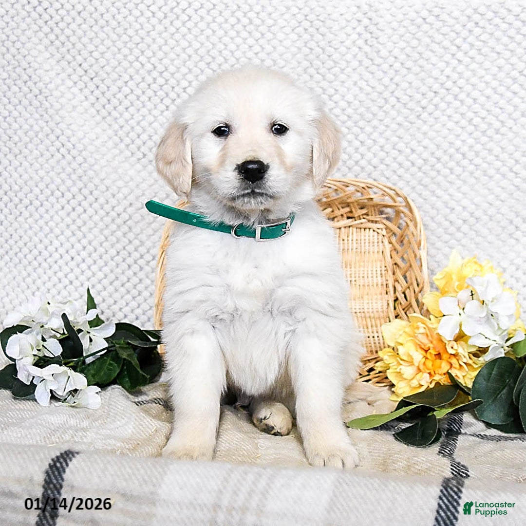 Golden Retriever dogs for sale: Sparkey   - Ad 1