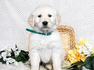 Golden Retriever dogs Sparkey - Ad 14