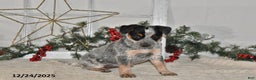 Australian Cattle Dog dogs for sale: Bella   - Ad 3