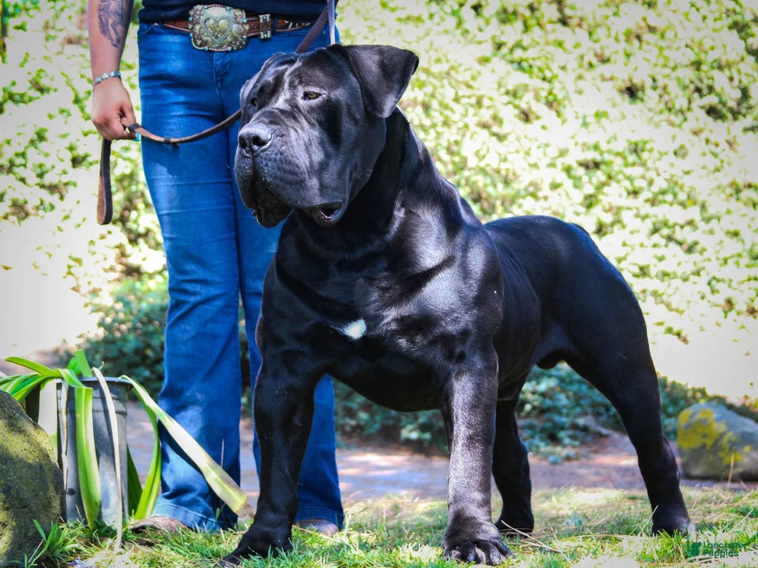 Mixed Breed dogs for sale: Mixed Breed Puppy 2 - Ad 25