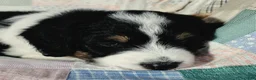 Aussiedoodle dogs for sale: Aussiedoodle 3 - Ad 3