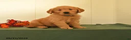Golden Retriever dogs for sale: Dawn - Ad 1