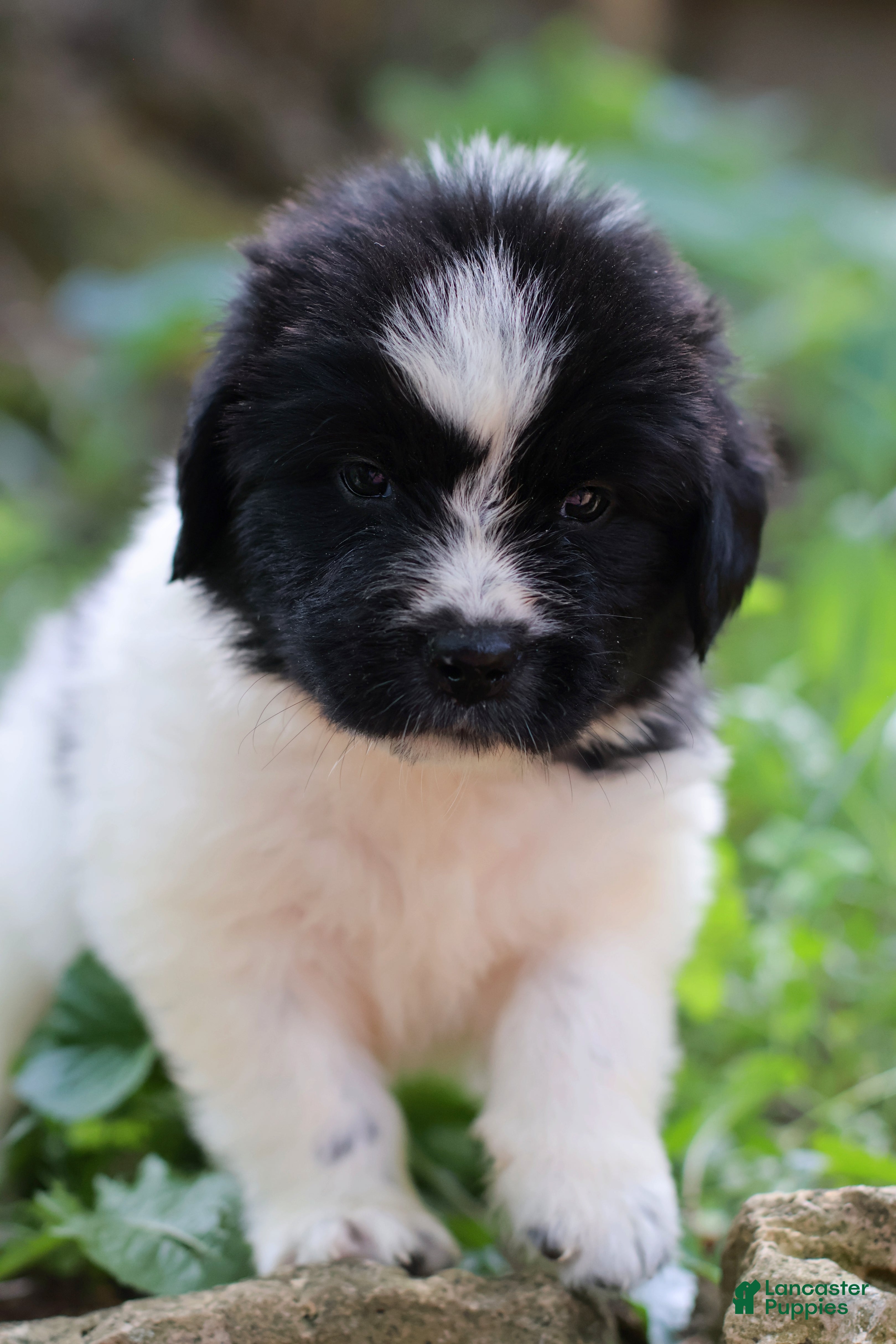 Newfoundland dogs Boo - Ad 1