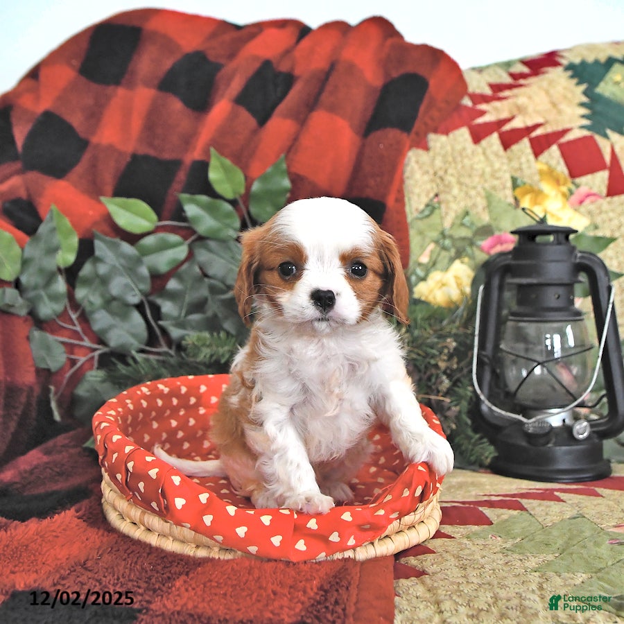 Cavalier King Charles Spaniel dogs Tilly - Ad 42