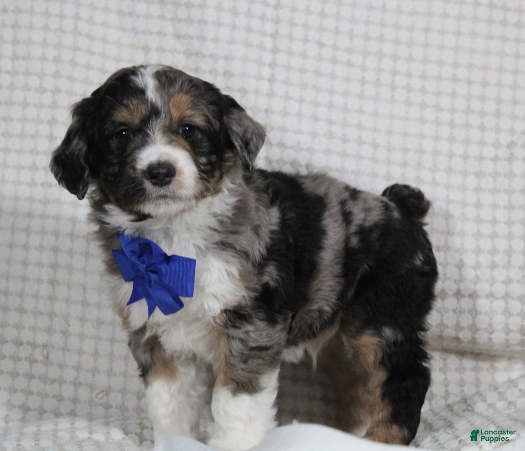 Mini Aussiedoodle dogs for sale: Cooper - Ad 6